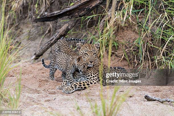 a leopard cub, panthera pardus, rubbing up against its mother - londolozi private game reserve stockfoto's en -beelden