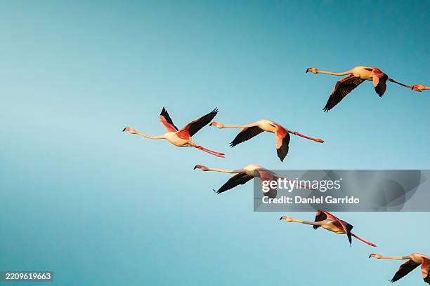 flamingos flying in "v" formation over fuente de piedra lagoon. - flamingo bildbanksfoton och bilder