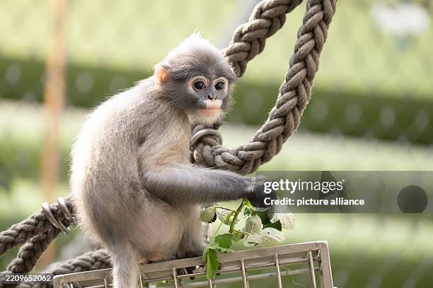 April 2025, Saxony, Dresden: The 10-month-old spectacled langur Felipe sits in his enclosure at Dresden Zoo. The three animals from the group of...