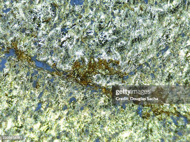 235 Liquid Medal Stock Photos, High-Res Pictures, and Images - Getty Images
