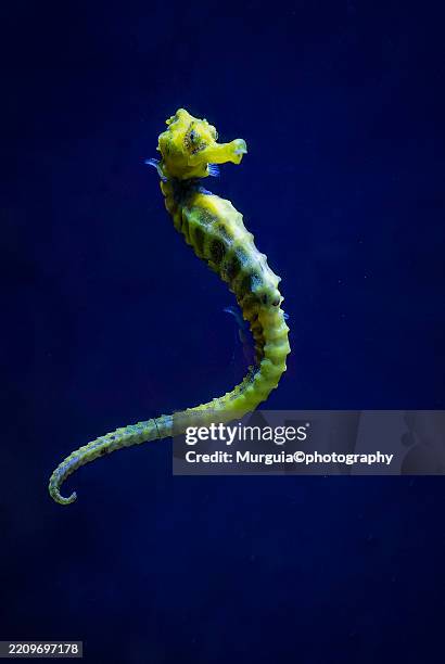 caballito de mar - yellow seahorse stock pictures, royalty-free photos & images