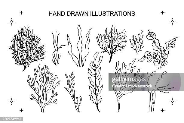 hand drawn seaweed and aquatic plants vector illustrations - seaweed stock illustrations