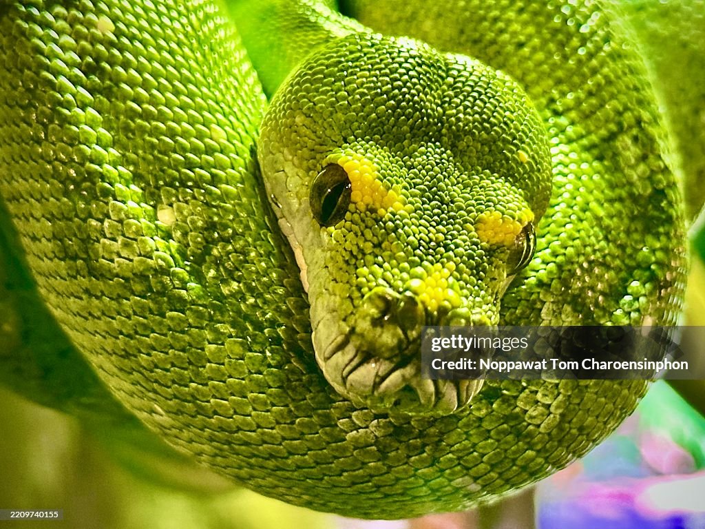 Close-Up of a Coiled Green Tree Python in Captivity
