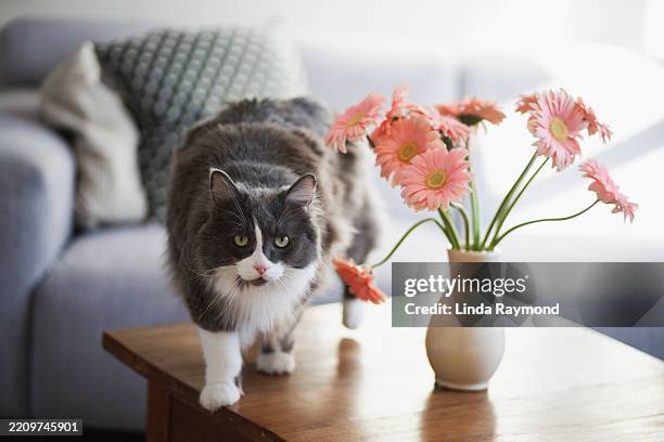 a big gray cat and flowers - isla de montreal fotografías e imágenes de stock