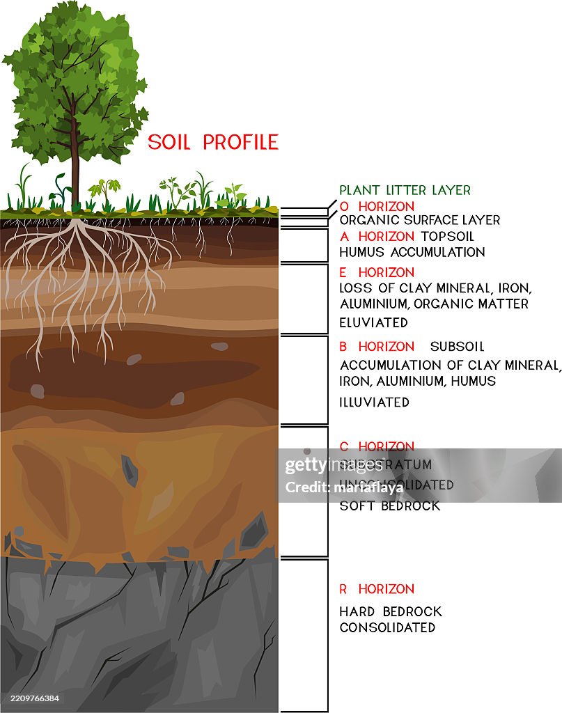 Normal Soil Profile Soil Profile Scheme Of A Cross Section Of A Soil Revealing Horizons ...