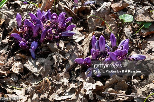 Toothwort Spring 64 Toothwort Stock Photos, High-Res Pictures, and Images - Getty Images