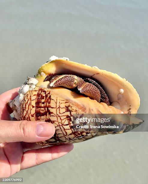 Full Conch 726 Sea Conch Stock Photos, High-Res Pictures, and Images - Getty Images