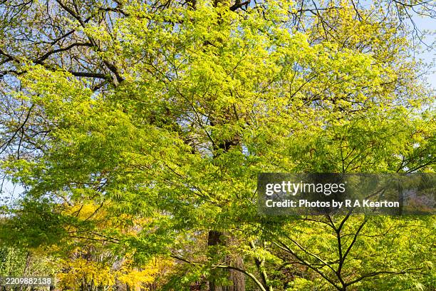Maple In Spring 8,421 Maple Tree Spring Stock Photos, High-Res Pictures, and Images ...