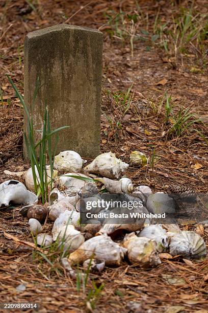 Shell Gravestone 84 Woods Island State Park Stock Photos, High-Res Pictures, and Images ...