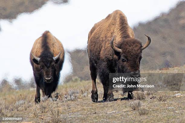 Spring Time Bison 2,174 Bison Prairie Stock Photos, High-Res Pictures, and Images - Getty ...