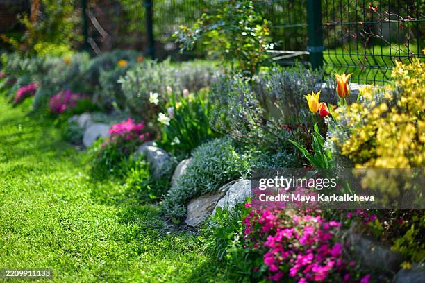 a vibrant garden bed bursts with color, featuring tulips, creeping phlox, and other spring blooms. rocks and greenery add texture and depth, while a lush green lawn provides a contrasting backdrop. a section of a dark green fence is visible in the backgro - perennial stock pictures, royalty-free photos & images