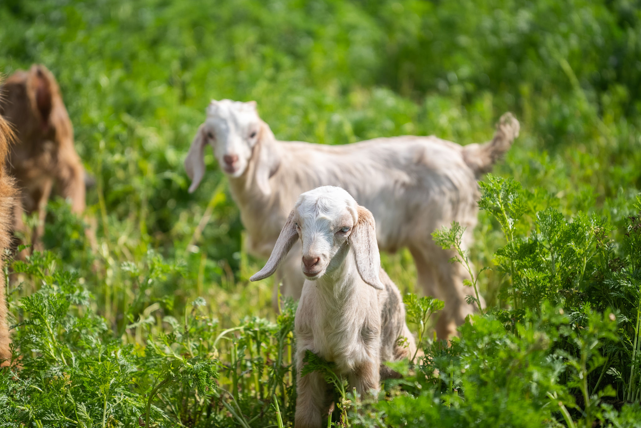 miniature cattle