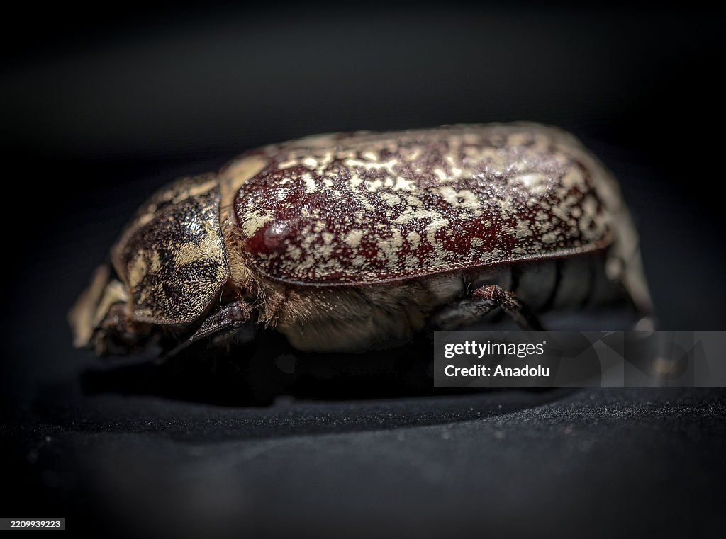 Macro perspective into the world of arthropods