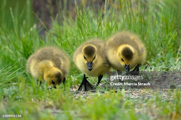three cute young goslings in the grass - three-feathers stock pictures, royalty-free photos & images