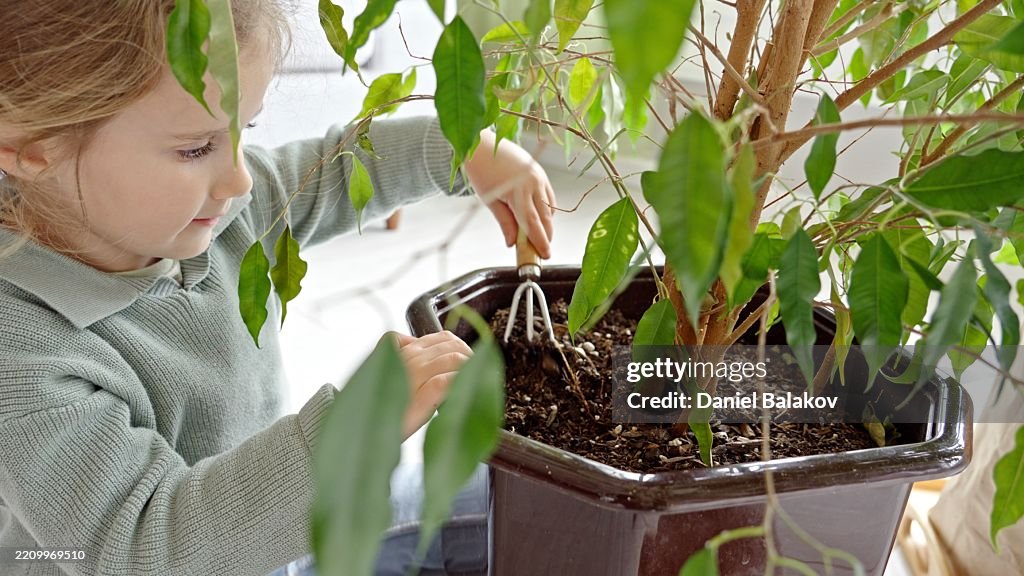 Plants Boost Kids Focus. Girl Repotting Houseplants