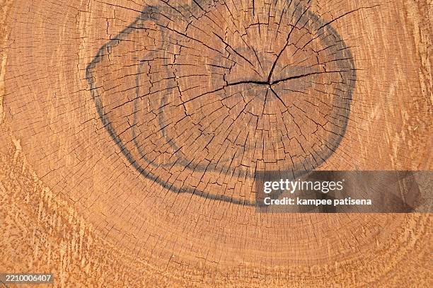 Tree Slicer Example 572 Tree Slice Stock Photos, High-Res Pictures, and Images - Getty Images