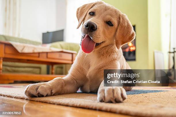 cute labrador retriever puppy lying on carpet in livingroom - zunge herausstrecken stock-fotos und bilder
