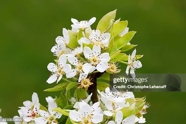 pear blossoms elle, france - pear tree stock pictures, royalty-free photos & images