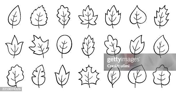 blätter - eichenblatt stock-grafiken, -clipart, -cartoons und -symbole