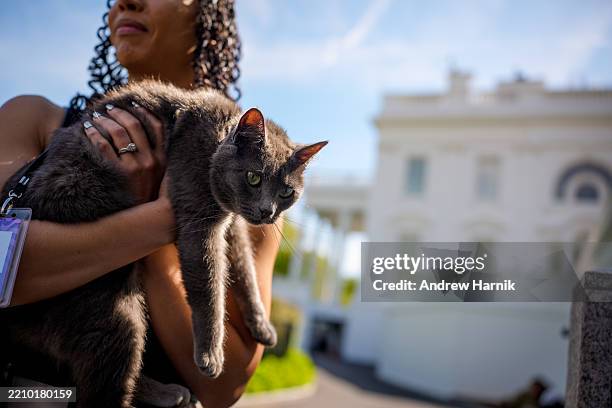 Today White House Correspondent Francesca Chambers holds a cat named Sophie outside the White House after she was found walking across the North Lawn...