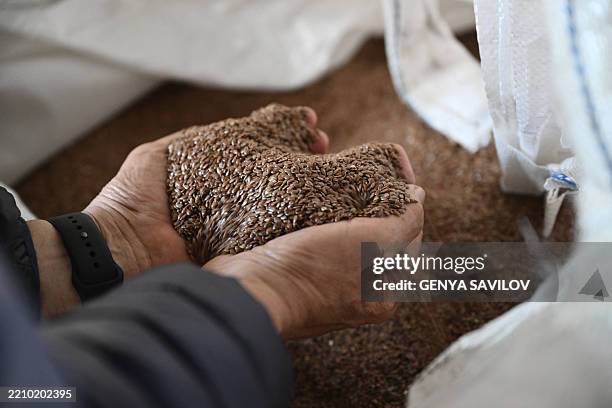 Ukrainian farmer holds flax seeds at a farm warehouse in the Kyiv region during spring sowing campaign on April 18 amid the Russian invasion of...