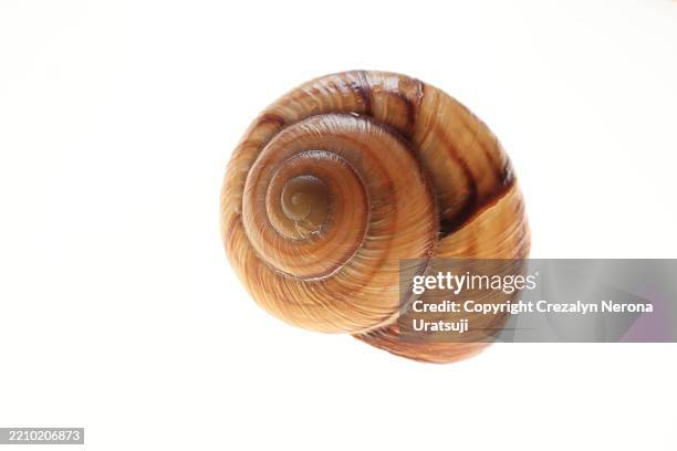 clean escargot snail shell - coquille et coquillage photos et images de collection