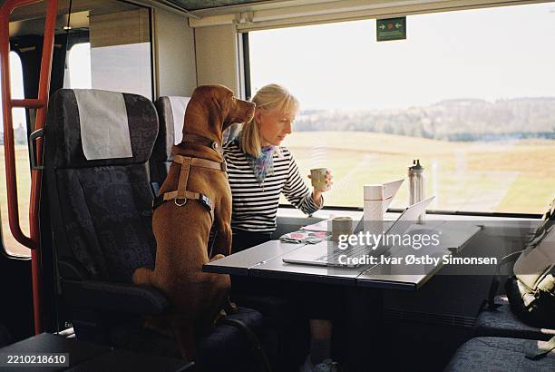 donna che viaggia con cane e laptop in treno - lentezza foto e immagini stock