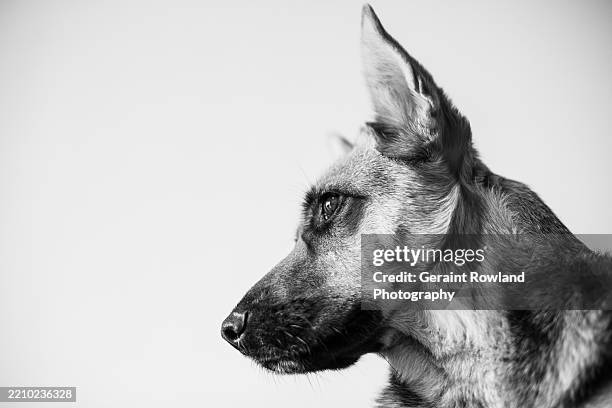 romanian dog bw side profile - black and white animal stock pictures, royalty-free photos & images