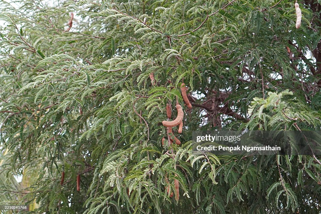 Yellow Elder, Magnoliophyta, Angiospermae of name Gold Yellow color trumpet flower, ellow elder, Trumpetbush, Tecoma stans blurred of background beautiful in nature Flowering into a bouquet of flowers at the end of the branches, very blossoming, the petal