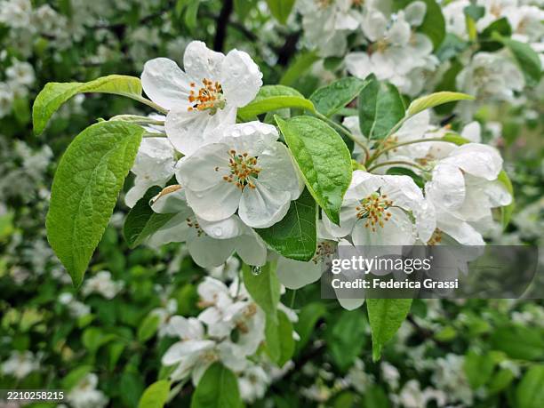 crab apple (malus sylvestris) flowering in cannobio, unesco biosphere reserve ticino valgrande verbano - apfelbaum blüte stock-fotos und bilder