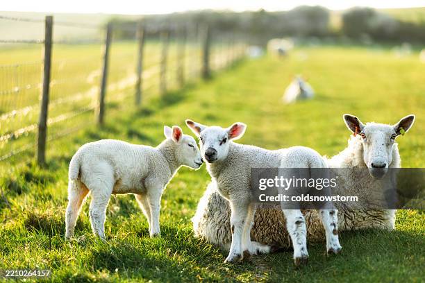 close up of ewe and her lambs in the field at golden hour - schapenboerderij stockfoto's en -beelden
