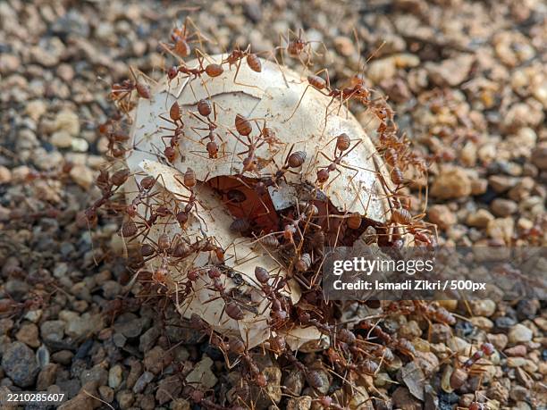 ants devouring a broken egg on gravel - fire ant colony stock pictures, royalty-free photos & images