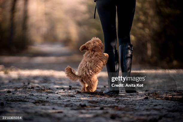 a little poodle jumps on his owner's feet - caniche de juguete fotografías e imágenes de stock