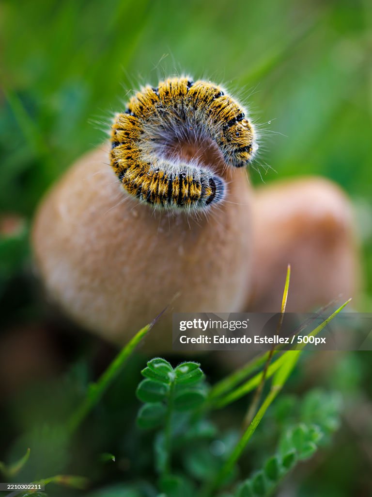 Close-up of caterpillar