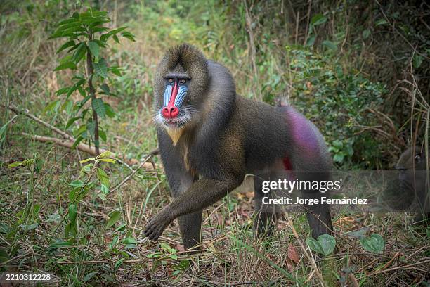 Mandrill Java 1 314 Mandrill Photos et images haute résolution - Getty Images
