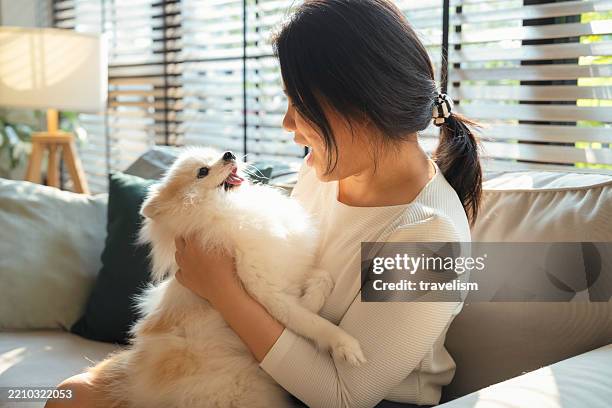 giovane donna che gioca con un animale domestico a casa donna asiatica seduta sul suo divano a casa. è rilassata e felice. il cane della donna è seduto sulle sue ginocchia. lei sorride abbracciando il cane bianco - cagnolino da salotto foto e immagini stock