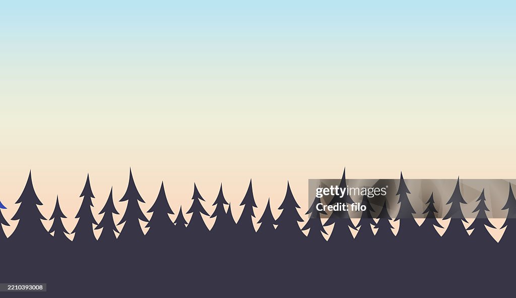 Sunset Summer Forest Evergreen Pine Tree Landscape Background