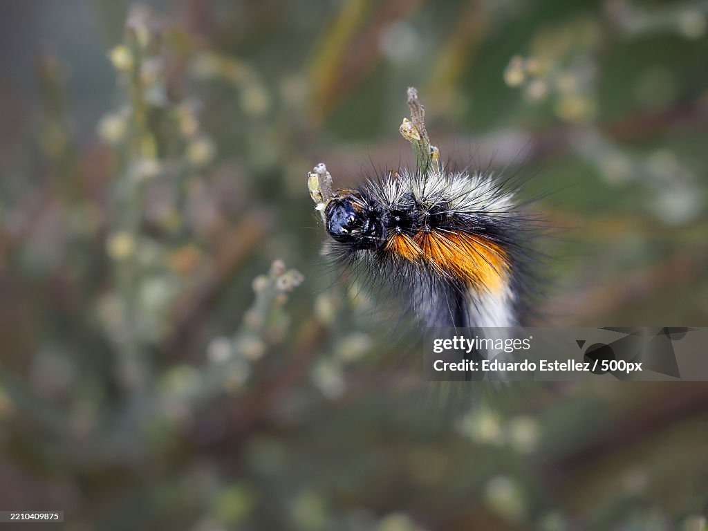 Close-up of insect