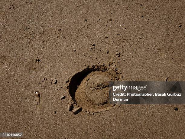 horseshoe footprint on sand - sand footprints stock pictures, royalty-free photos & images
