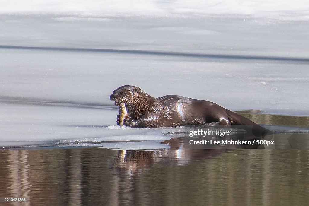 Close-up of seal swimming in sea,Brookline,New Hampshire,United States,USA