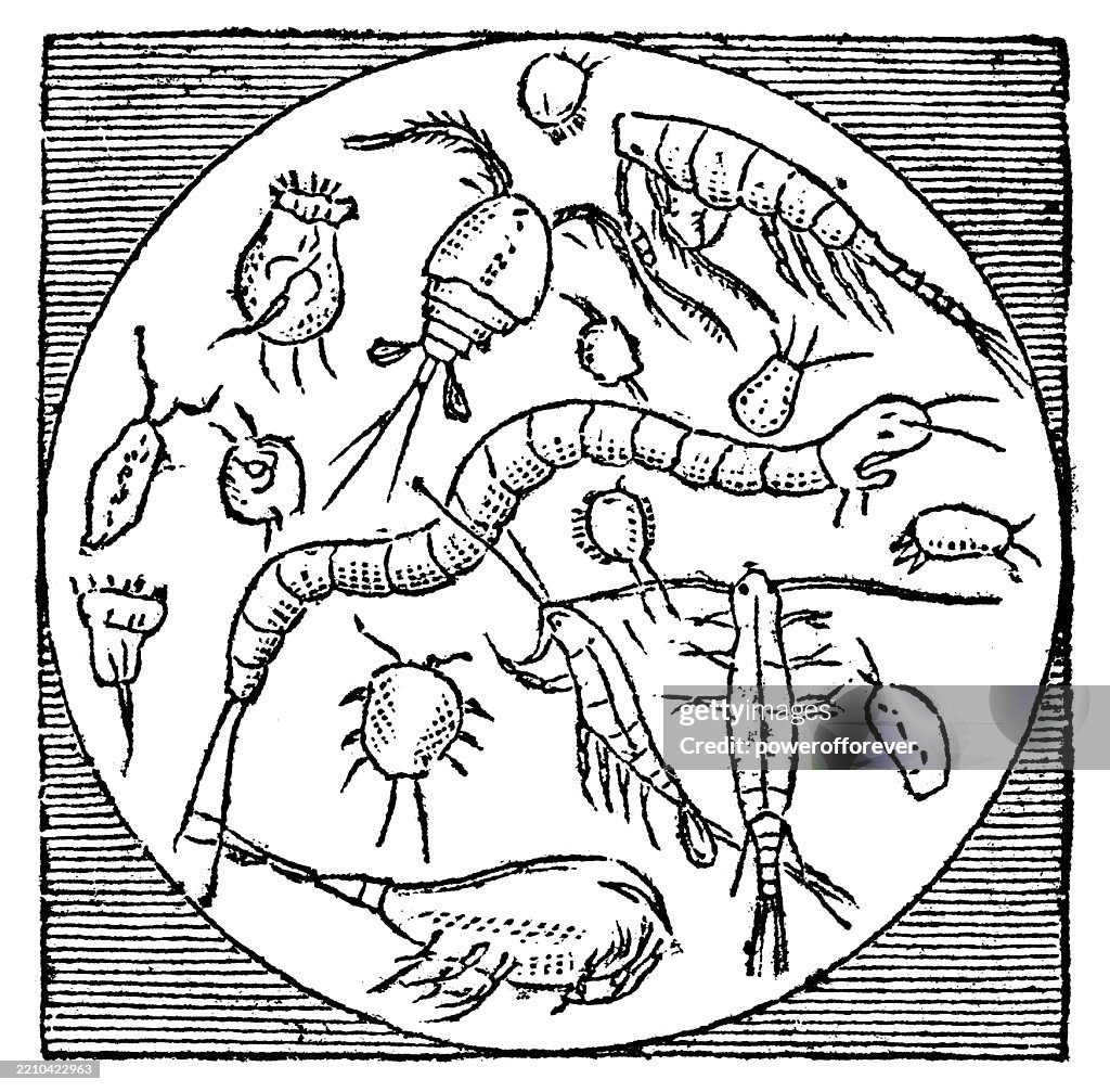 Microscopic View of Various Eukaryotes - 19th Century