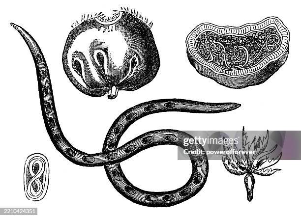 ear-cockle nematode (anguina tritici), magnification - 19th century - embryo egg stock illustrations