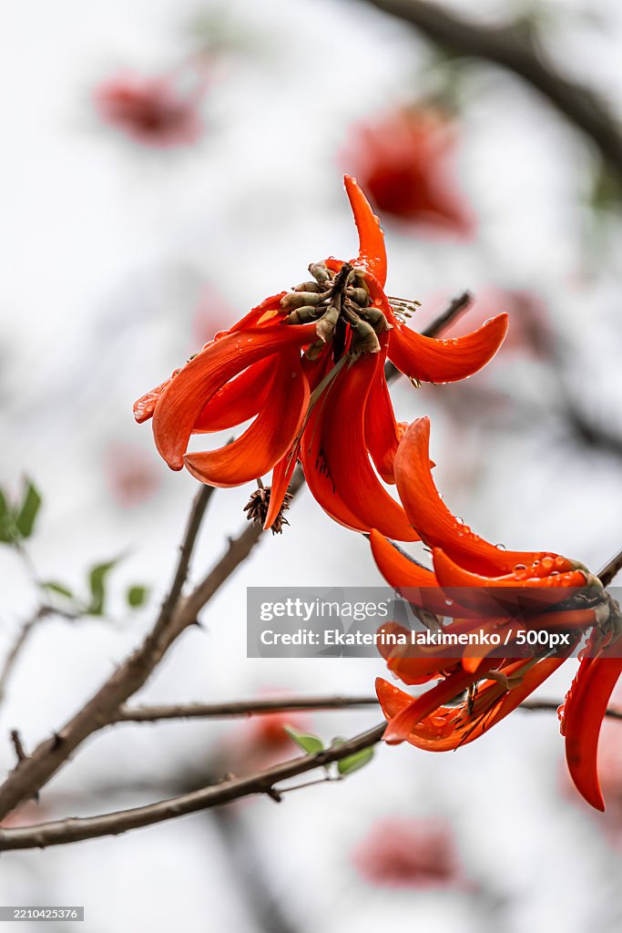 Erythrina caffra,Corallodendron with red flowers Coral blooming tree