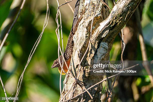 brown anole on a branch with dewlap out - orange iguana stock pictures, royalty-free photos & images