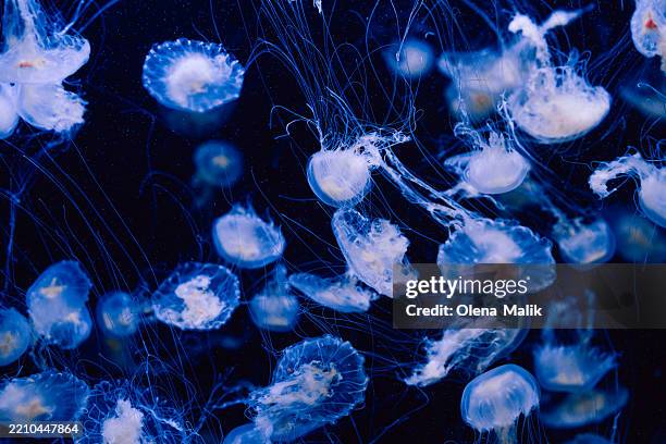 beautiful jellyfish swarm in deep blue ocean waters - plancton photos et images de collection