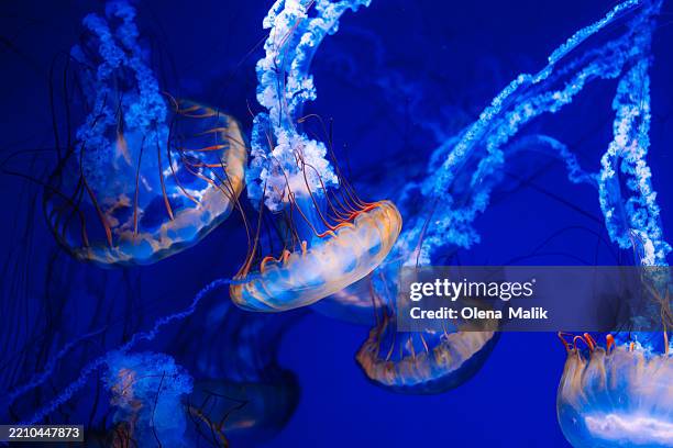 vividly lit jellyfish swimming gracefully in a deep blue ocean aquarium - mariner lebensraum stock-fotos und bilder