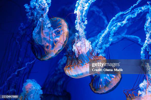 vividly lit jellyfish swimming gracefully in a deep blue ocean aquarium - onderzee stockfoto's en -beelden