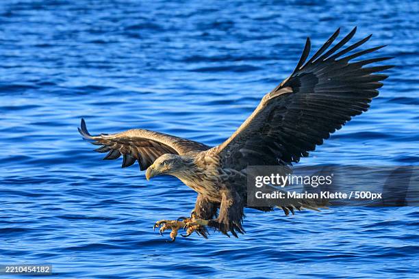 close-up of white flying over sea,norway - spread wings stock pictures, royalty-free photos & images