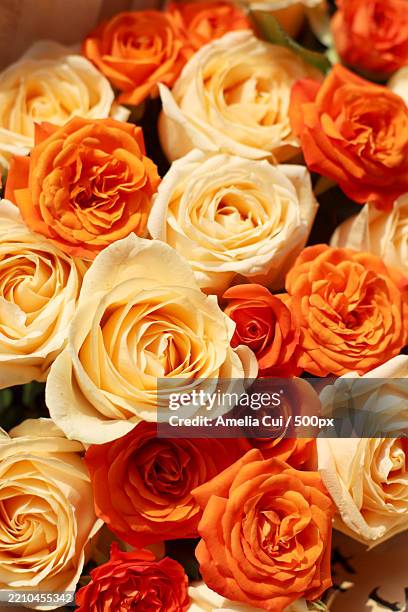 close-up of roses - amelia rose stock pictures, royalty-free photos & images