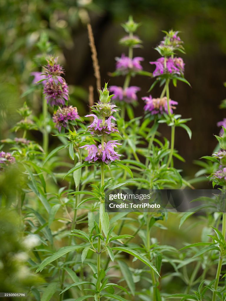 Close-up pink flowers on long stems in spice garden at summer. Monarda citriodora, lemon beebalm, lemon mint, purple horsemint